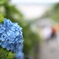 Hydrangea - AJISAI