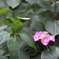 Hydrangea - AJISAI