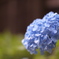Hydrangea - AJISAI