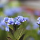 Hydrangea - AJISAI