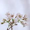 季節外れの桜