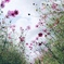 秋桜のトンネル
