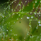Autumn rain 1