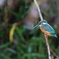 青い鳥