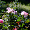 秋ノ薔薇・THE半裏モード