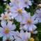 夕暮れ時の秋桜