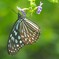 生物園の蝶たち①