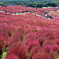 紅く染まった