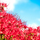 群青の秋空と真紅の曼珠沙華