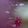 秋桜