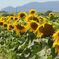 夏の記憶　7月　暑くて