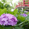 紫陽花