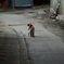 路地を歩く猫