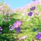 　flower　road
