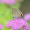 ウラナミシジミチョウ