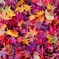 紅葉の絨毯