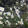 風にそよぐ花