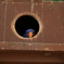 インコ「あ、今入ってます」