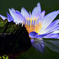 Luminous Water Lily