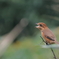 百舌子の高鳴き