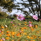 秦野戸川公園にて