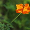 花　その257