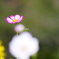 秋桜3
