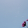 秋桜4
