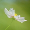 秋桜5