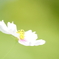 秋桜6