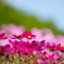 秋桜8
