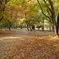 円山公園 秋