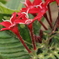 触角？？？(ペンタスの花)