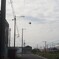 工場の近くの鷺