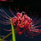 花火