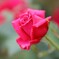 Rose Garden 5