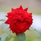 Rose Garden 3