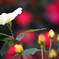 Rose Garden 1