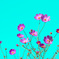 表現のcosmos