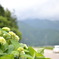 白馬村三日市場地区の紫陽花