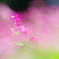 赤そばの花