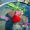 水中花