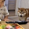 狙ってますね...