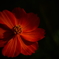 秋の花 2