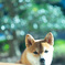柴犬と玉ボケ