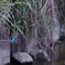 近所の河