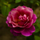 柔らかく咲き誇る薔薇