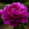 鮮やかに咲く薔薇
