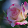 秋の薔薇⑤