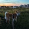 夕暮れの散歩